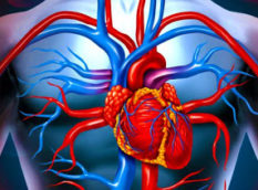 Kalp ve Damar Sağlığı